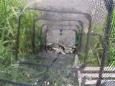 IMG 1448 (Small)
